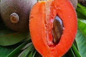 Hồng xiêm là loại trái cây thơm ngon có nhiều tác dụng chữa bệnh